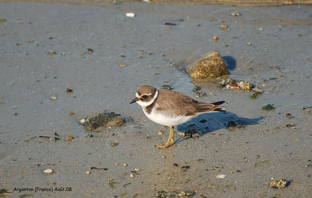 Common Ringed Plover