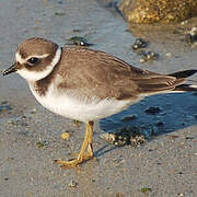 Common Ringed Plover