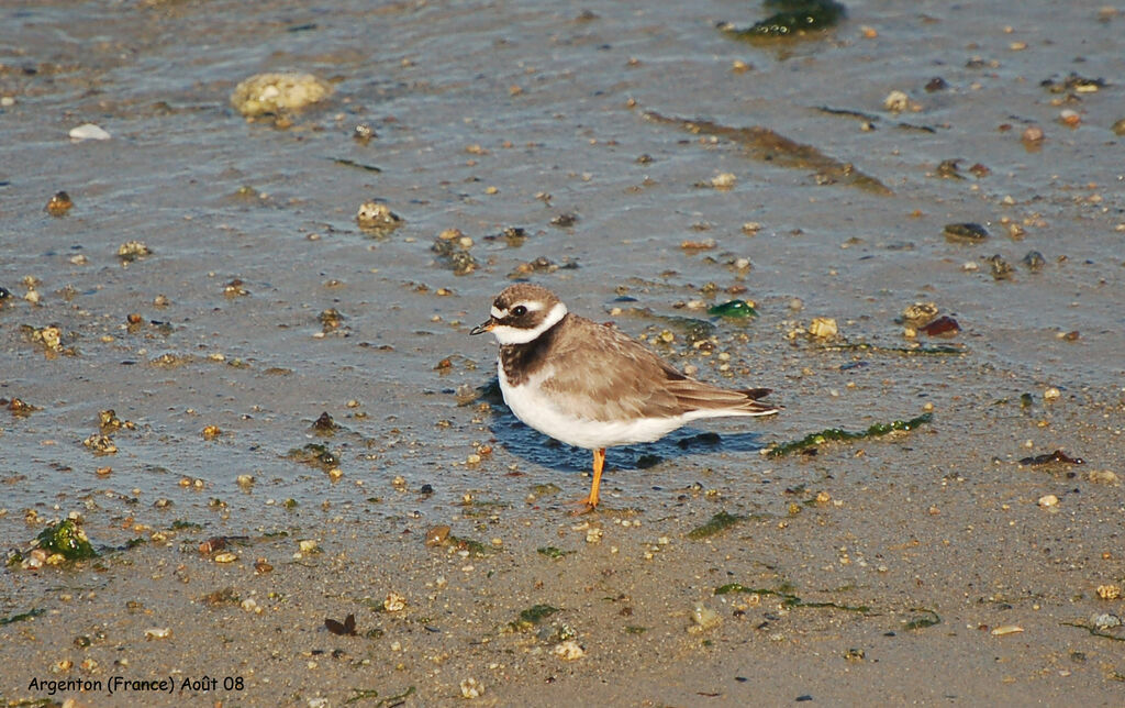 Common Ringed Plover