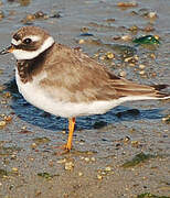 Common Ringed Plover