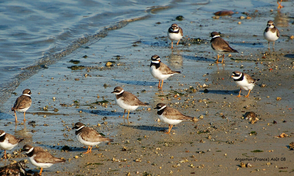 Common Ringed Plover