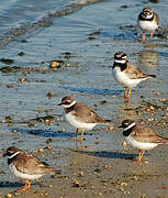 Common Ringed Plover