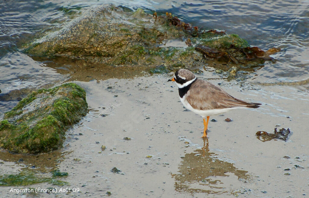 Common Ringed Ploveradult, identification