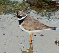 Common Ringed Plover