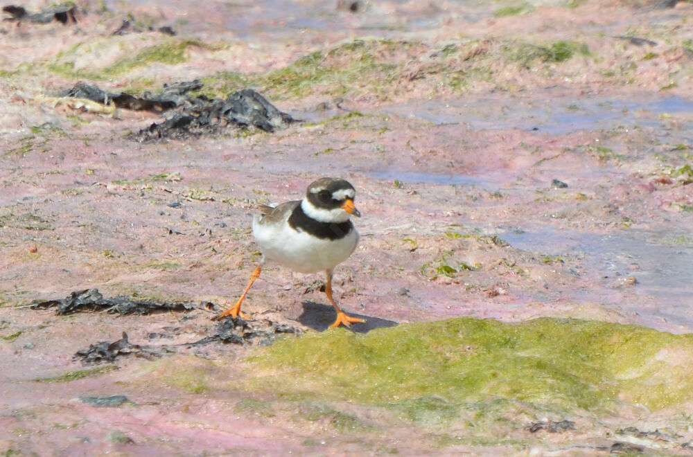 Common Ringed Plover