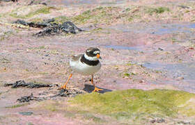 Common Ringed Plover