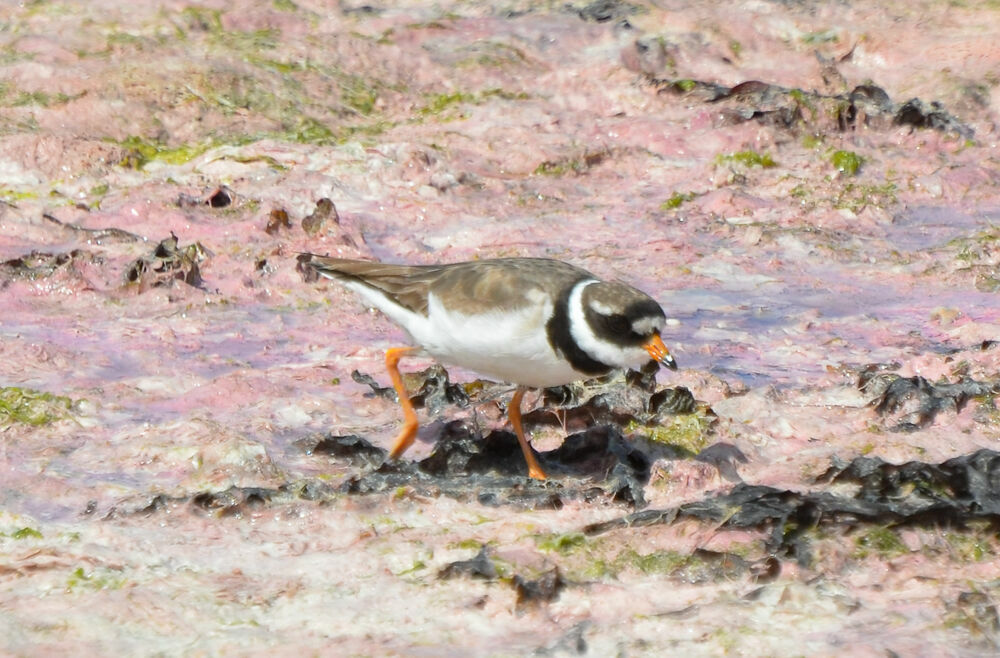 Common Ringed Plover