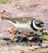 Common Ringed Plover