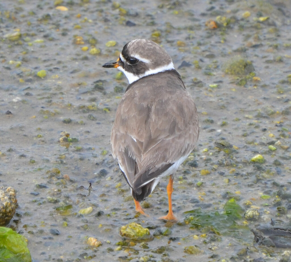 Common Ringed Ploveradult, identification