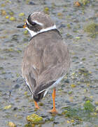 Common Ringed Plover