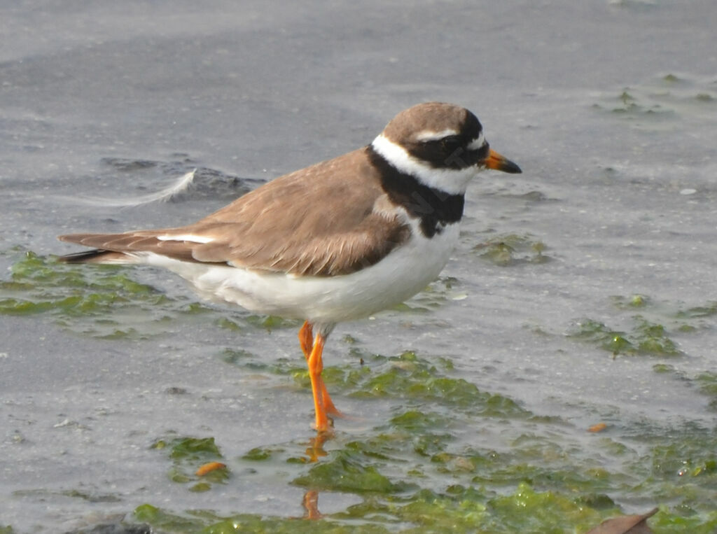 Common Ringed Ploveradult