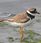 Common Ringed Plover