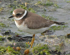 Common Ringed Plover