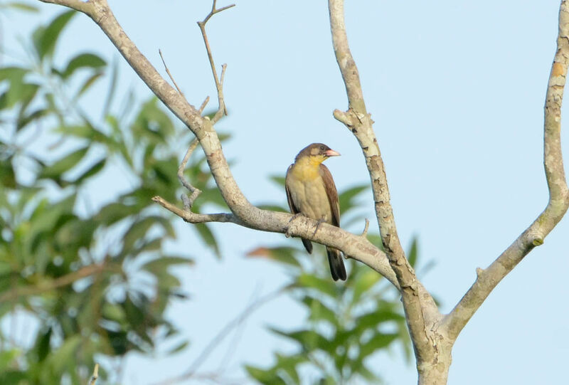 Greater Honeyguide male adult, identification
