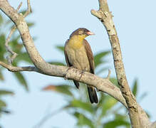 Greater Honeyguide