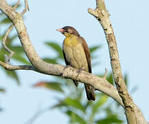 Greater Honeyguide