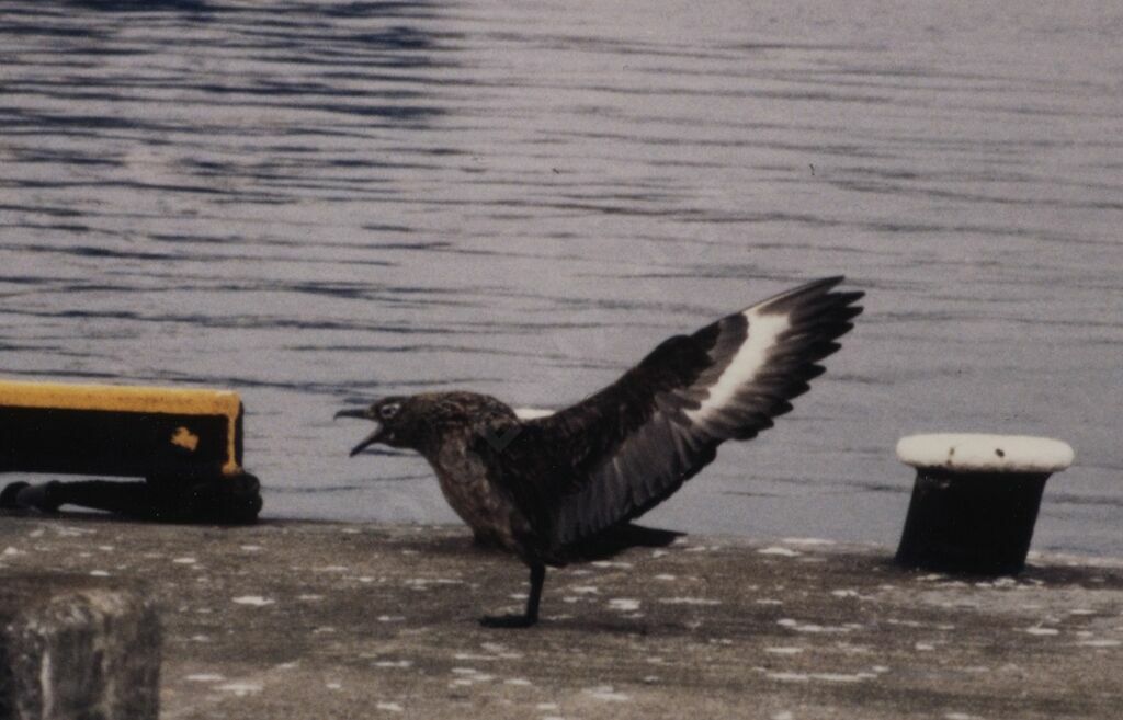 Great Skua