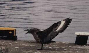 Great Skua