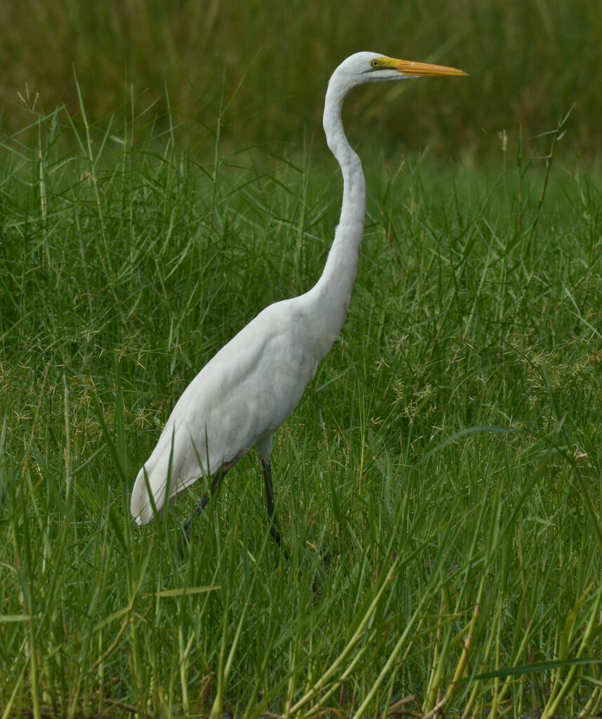 Great Egretadult, identification