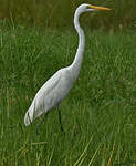 Grande Aigrette
