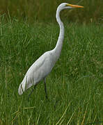 Great Egret