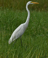 Grande Aigrette