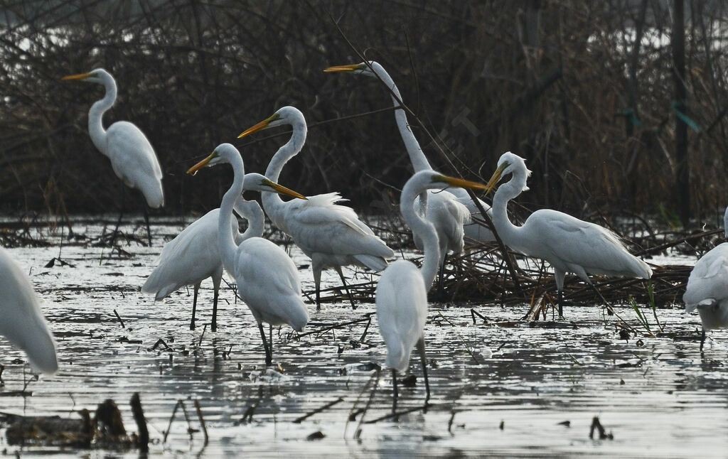 Great Egretadult