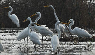 Grande Aigrette