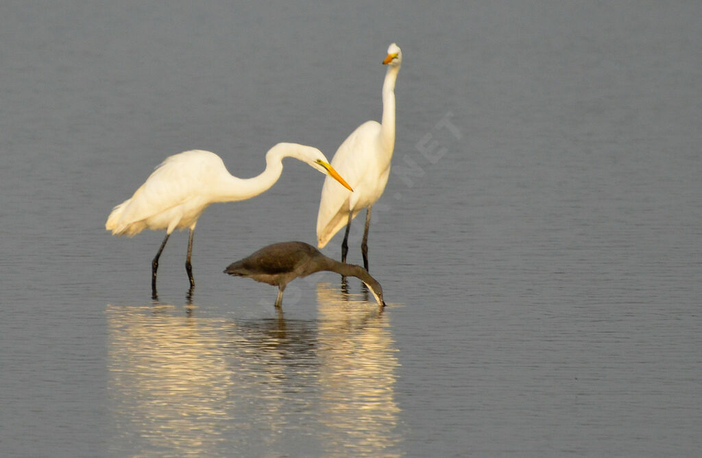 Great Egret, close-up portrait