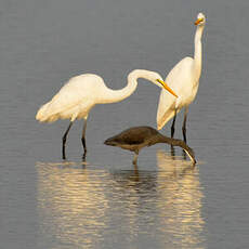 Grande Aigrette