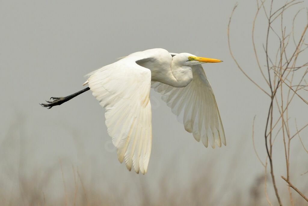 Great Egretadult, Flight