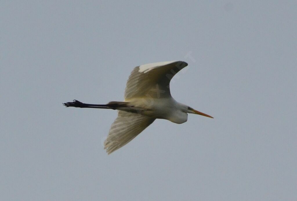 Great Egretadult, Flight