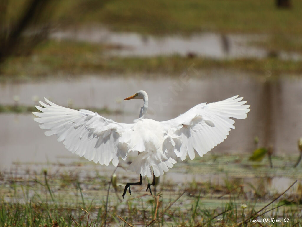 Grande Aigrette