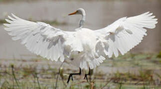 Grande Aigrette