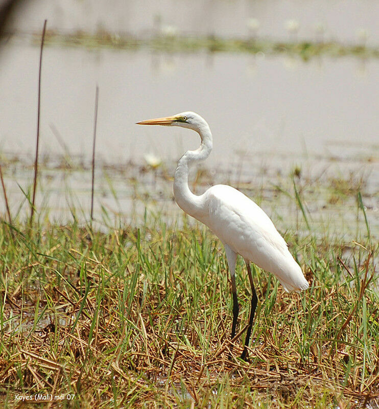 Grande Aigrette