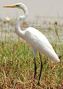 Grande Aigrette