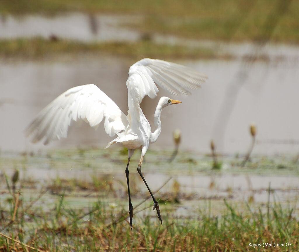 Grande Aigrette