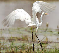 Grande Aigrette