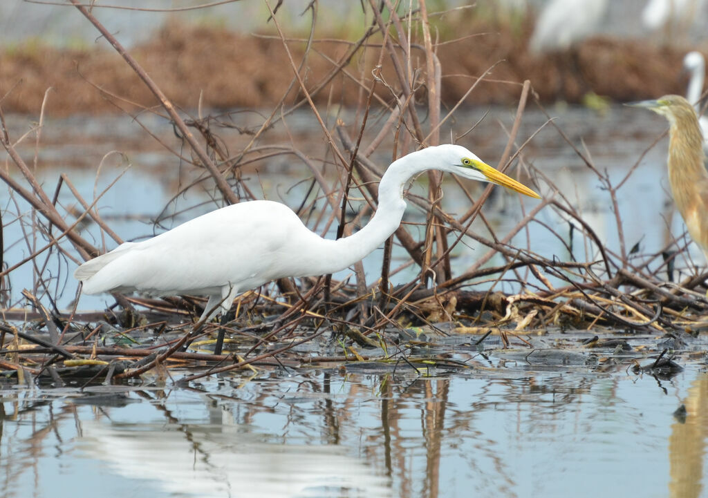 Great Egretadult, identification