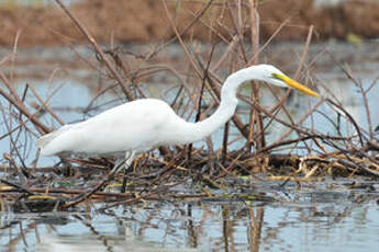 Grande Aigrette