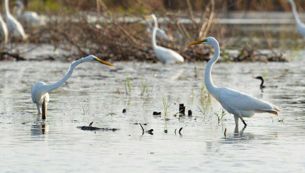 Great Egretadult