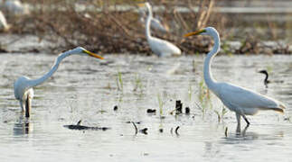 Grande Aigrette