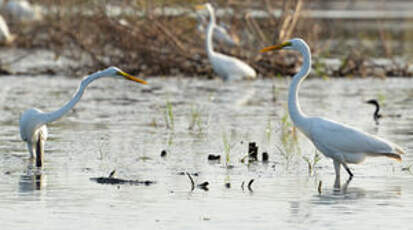 Grande Aigrette