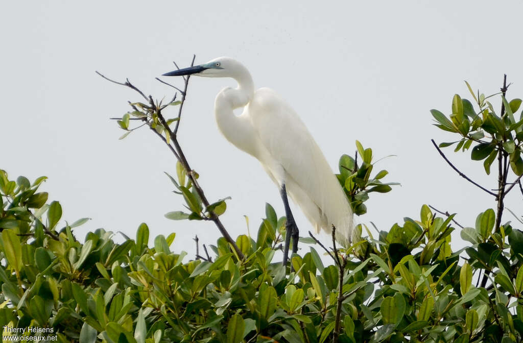 Great Egretadult, identification