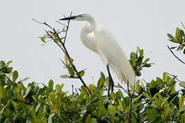 Grande Aigrette