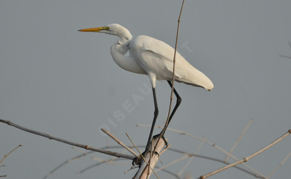 Great Egretadult, identification