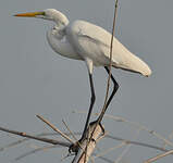 Grande Aigrette