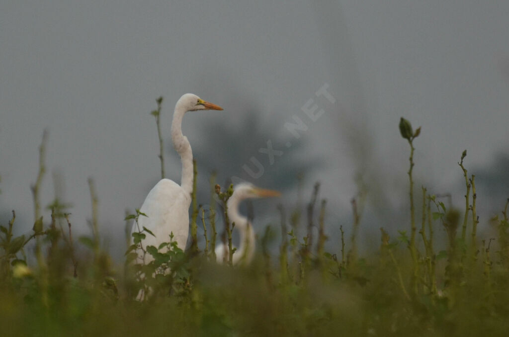 Great Egret