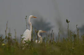 Grande Aigrette