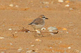 White-fronted Plover